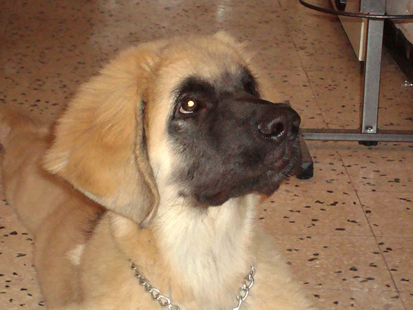 diamond chiots leonberg