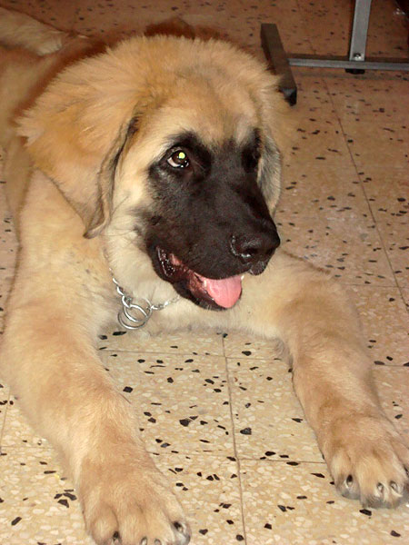 Diamond chiot leonberg