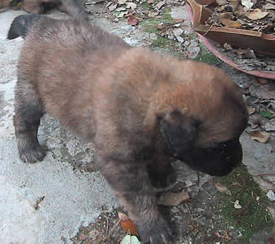 Vanille chiot leonberg