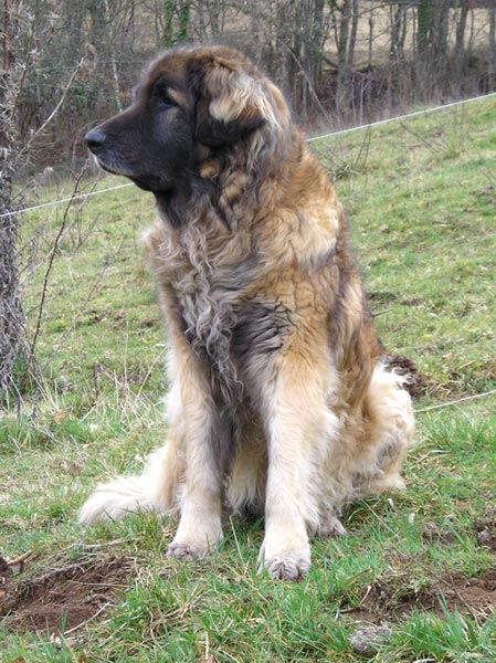 Chiots L&eacute;onberg
