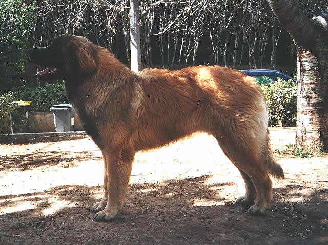 S&eacute;raphin, Champion L&eacute;onberg pour reproduction.
