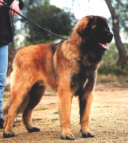 S&eacute;raphin, Champion L&eacute;onberg pour reproduction.