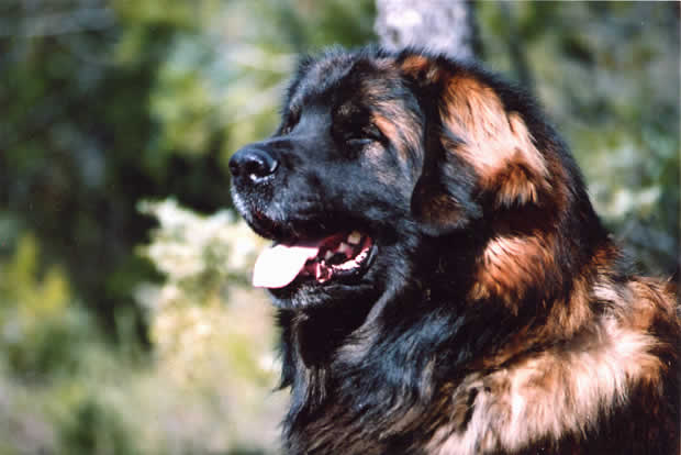 S&eacute;raphin, Champion L&eacute;onberg pour reproduction.