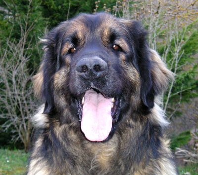 Agla&eacute; leonberg