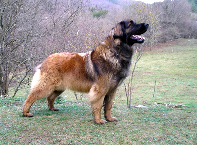 Agla&eacute; leonberg