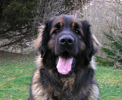 Agla&eacute; leonberg
