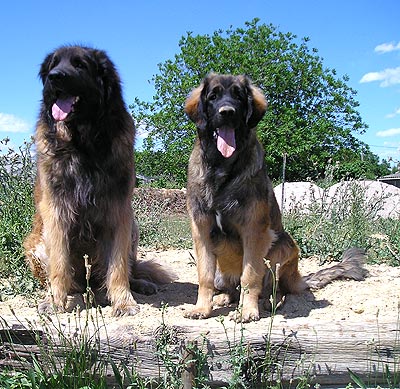 Agla&eacute; leonberg