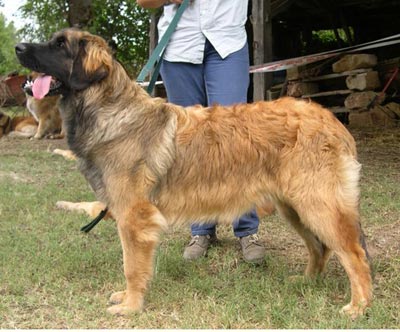 Agla&eacute; leonberg