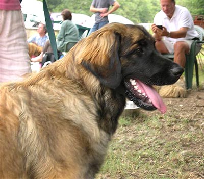 Agla&eacute; leonberg