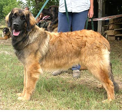 Agla&eacute; leonberg