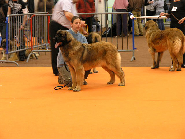 Agla&eacute; leonberg