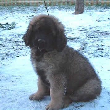Agla&eacute; leonberg
