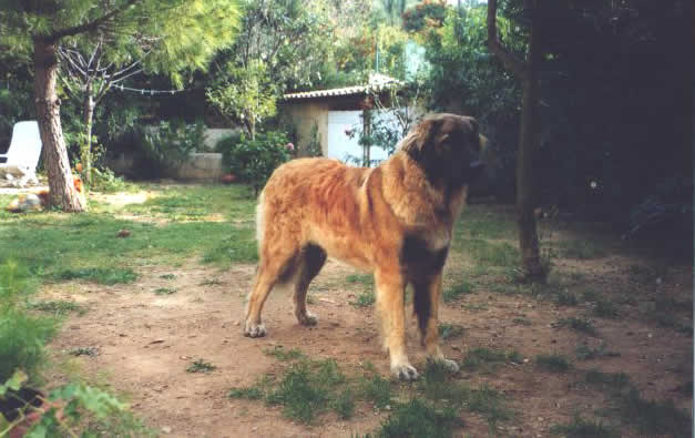 Etalons Leonberg pour saillie