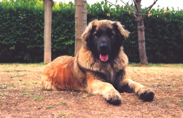 Chien L&eacute;onberg
