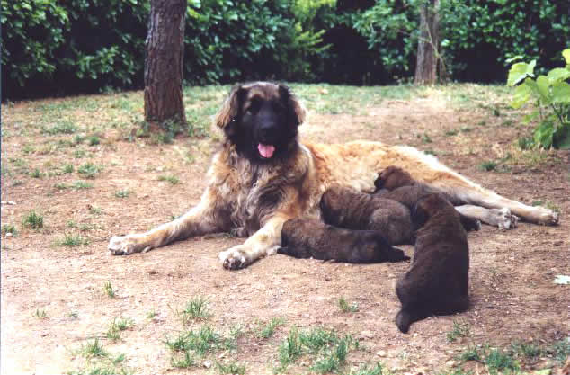 Chiots L&eacute;onberg