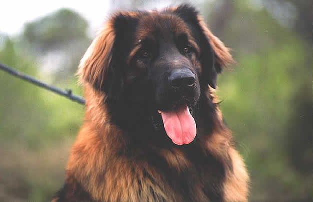 Shaman, Champion L&eacute;onberg pour saillie.