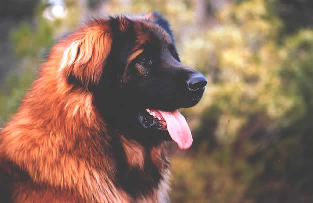 Shaman, Champion L&eacute;onberg pour saillie.