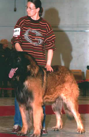 Shaman, Champion L&eacute;onberg pour saillie.