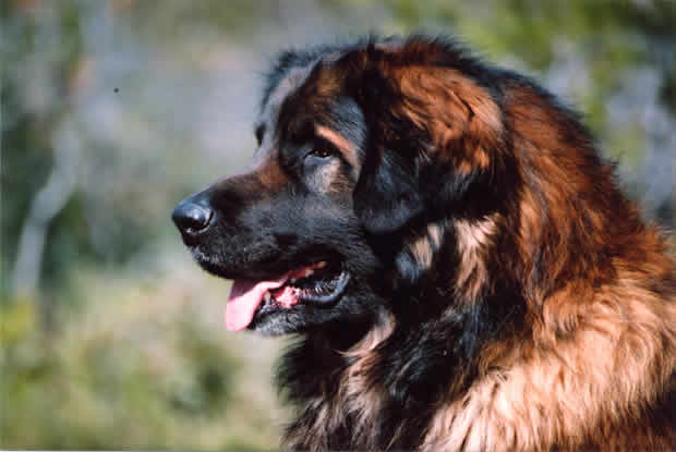 Shaman, Champion L&eacute;onberg pour saillie.