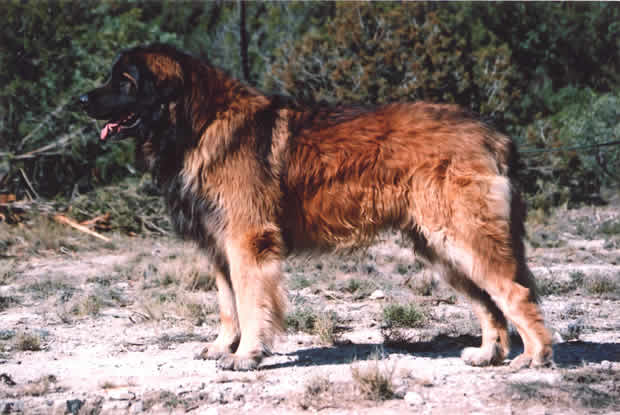Shaman, Champion L&eacute;onberg pour saillie.