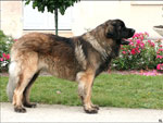 AVISTON DES NEUFS GRAINS D'OR