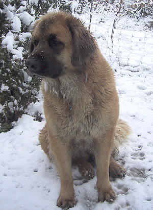 Chien Leonberg