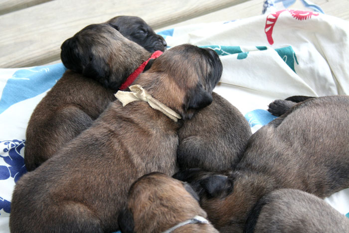 Les chiots ont 1 semaine