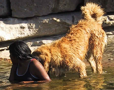 Les leonberg aiment l'eau