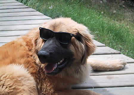 samba, chienne Leonberg
