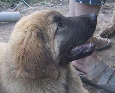 vandale, chiot Leonberg