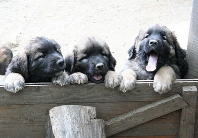Leonberg Leonberg
