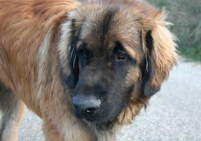 Leonberg