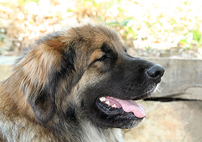 Leonberg Leonberg