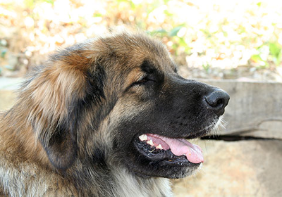 Leonberg