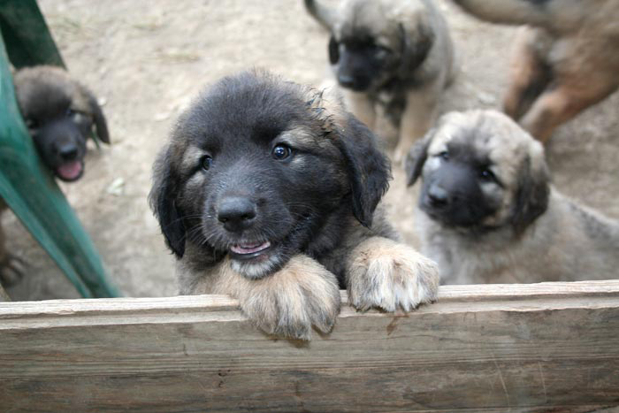 chiots1