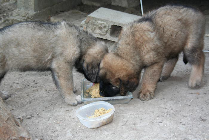 chiots10