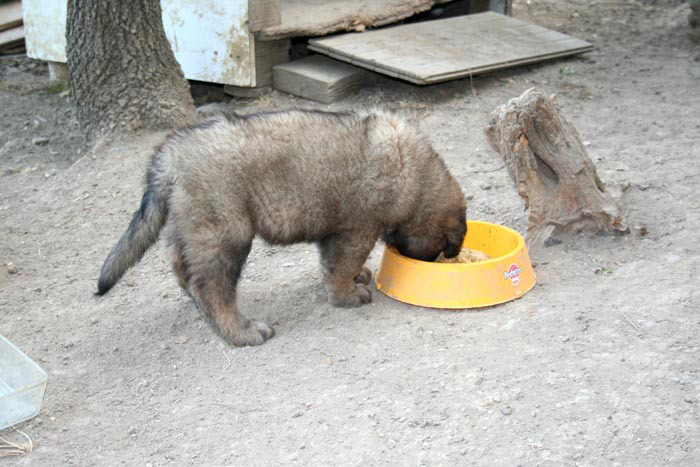 chiots11