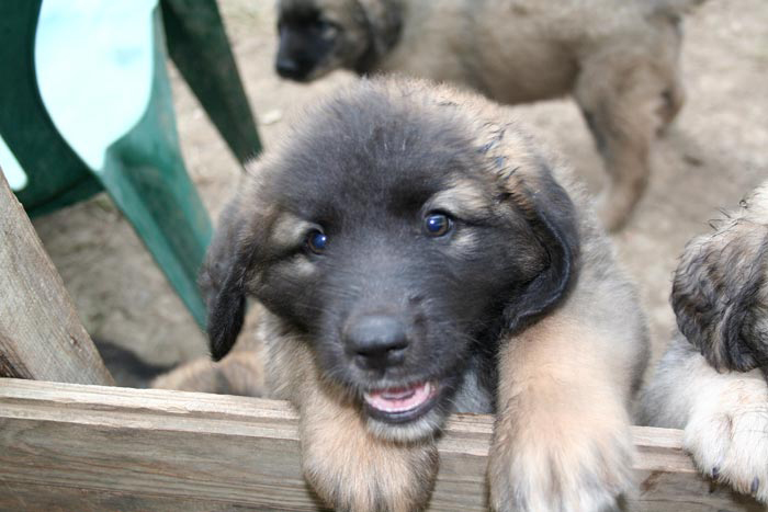 chiots2