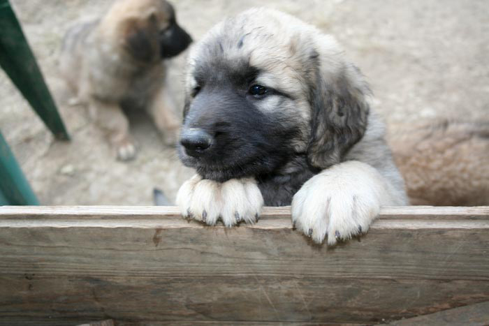 chiots3