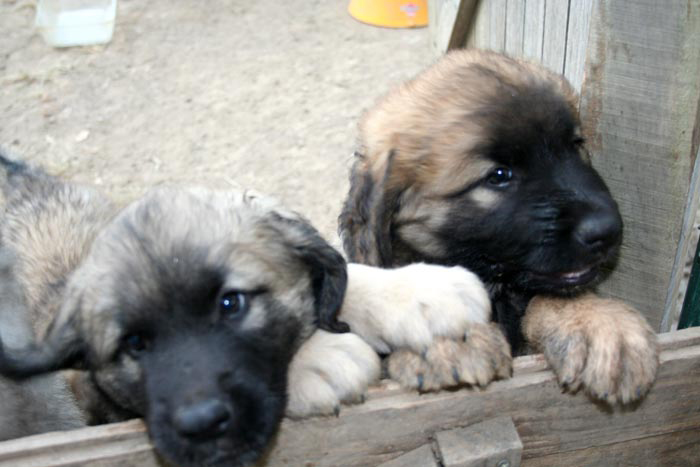 chiots4