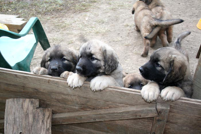 chiots5