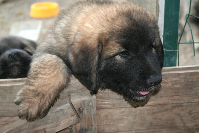 chiots6