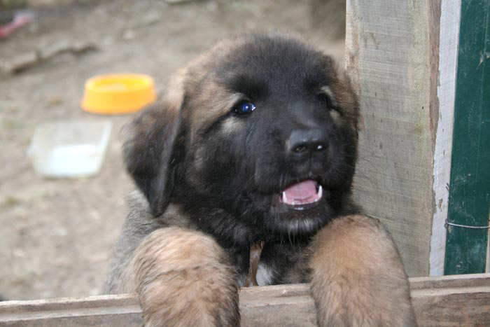 chiots7