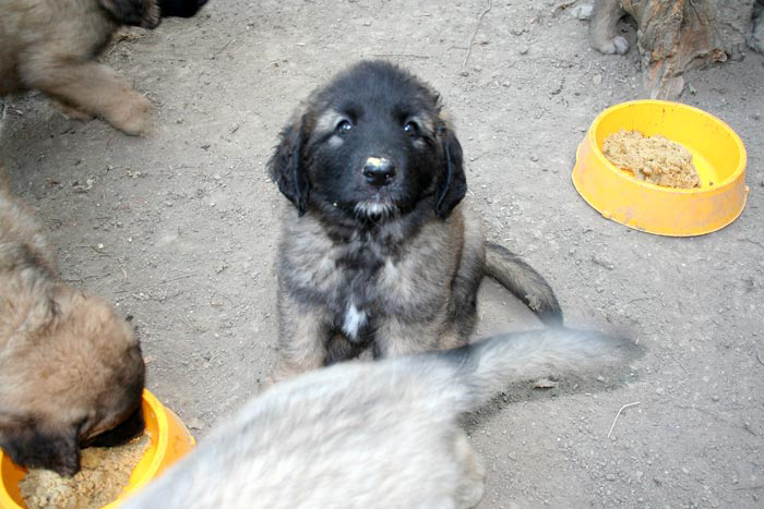 chiots8