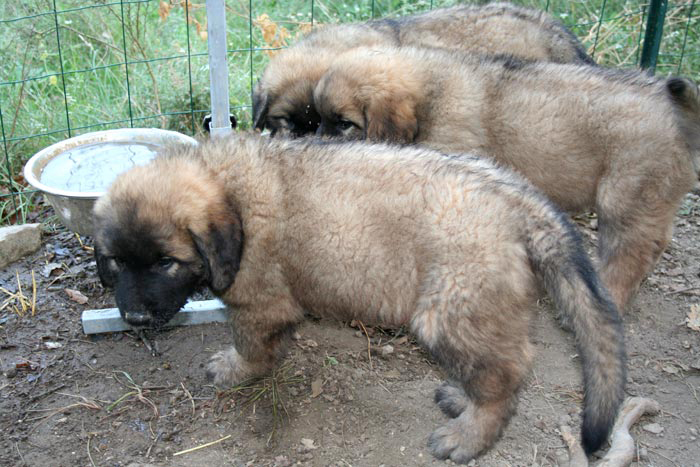 chiots9