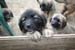 chiots1