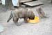 chiots11