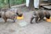 chiots12
