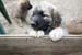 chiots3