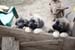 chiots5